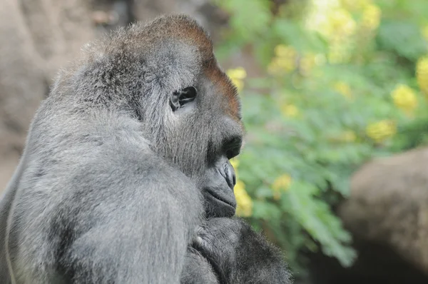 One Adult Black Gorilla — Stock Photo, Image