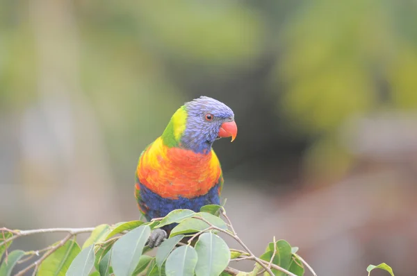 Un perroquet très coloré — Photo
