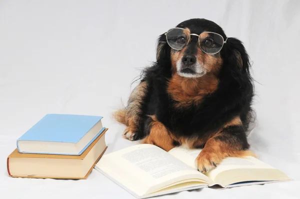 Reading Dog — Stock Photo, Image