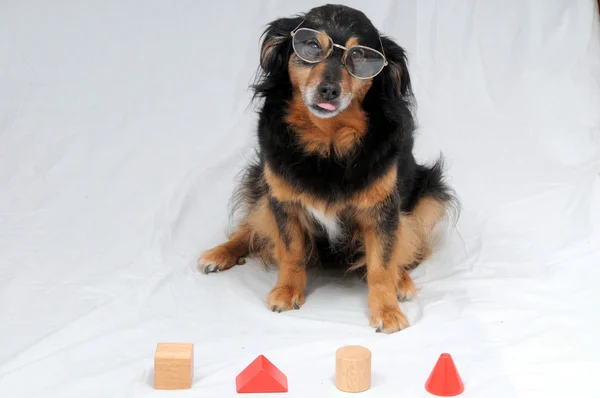 Тест на IQ у собак — стоковое фото