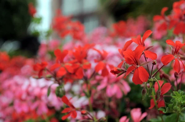 Farbige Blumen — Stockfoto