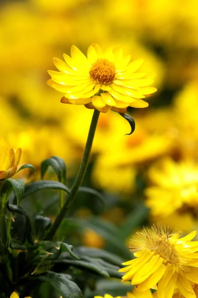 Colored Flowers — Stock Photo, Image