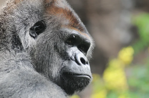 En vuxen svart gorilla — Stockfoto