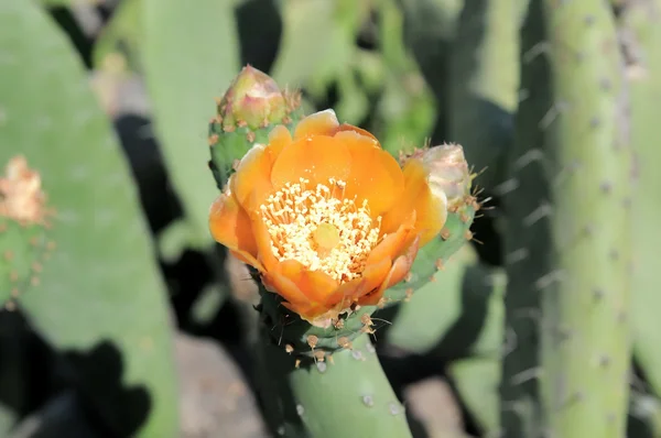 Kaktusblüte — Stockfoto