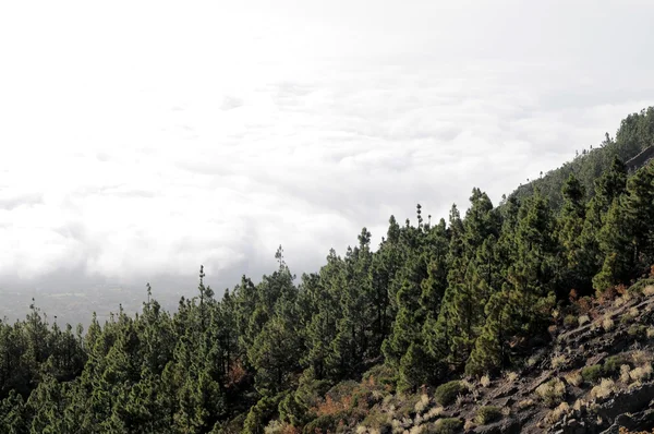 Wolken über den Bäumen — Stockfoto