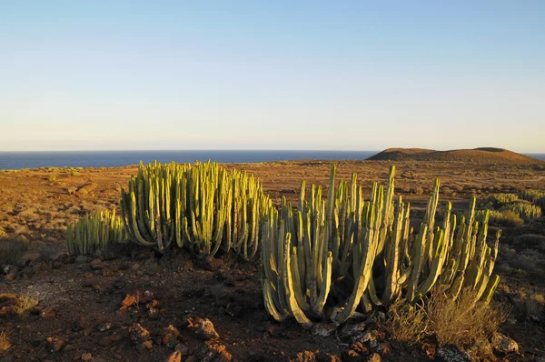 Cactus végétal succulent sur le désert sec — Photo