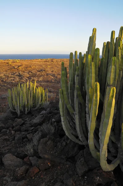 Суккулентный кактус в сухой пустыне — стоковое фото