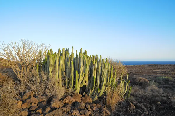 Pianta succulenta Cactus sul deserto secco — Foto Stock