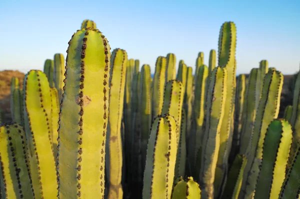 Cacto vegetal suculento no deserto seco — Fotografia de Stock