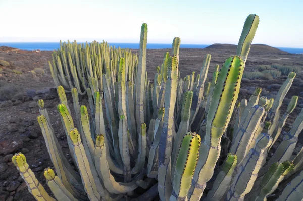 Pianta succulenta Cactus sul deserto secco — Foto Stock