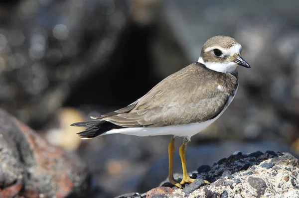 Adulto Kentish chorlito agua pájaro — Foto de Stock