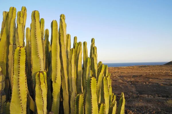 Суккулентный кактус в сухой пустыне — стоковое фото