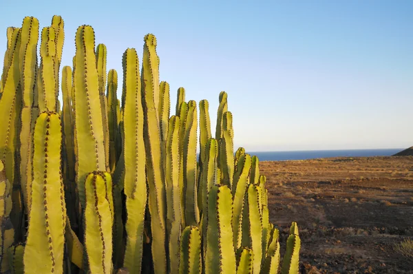 Succulent Plant Cactus on the Dry Desert — Stock Photo, Image