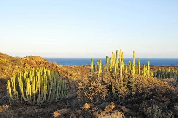 Succulente installatie cactus op de droge woestijn — Stockfoto