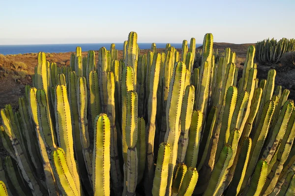 Succulent Plant Cactus on the Dry Desert — Stock Photo, Image
