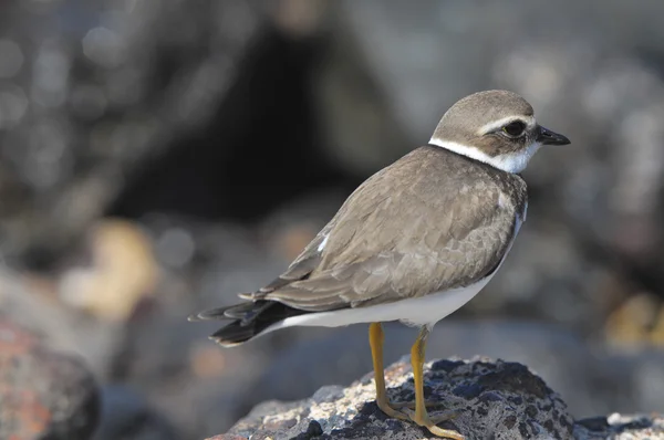 Dospělý Kentish Plover vodní pták — Stock fotografie