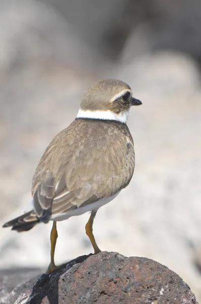 Adulto Kentish chorlito agua pájaro — Foto de Stock