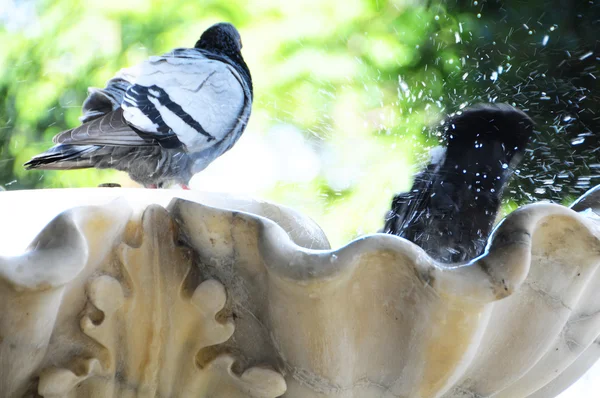 Duif op een marmeren fontein — Stockfoto