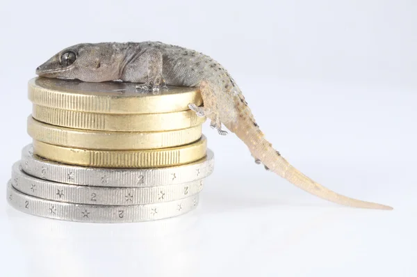 Lagarto Gecko y Moneda — Foto de Stock