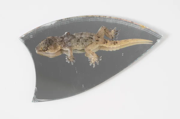 Un pequeño lagarto Gecko y espejo — Foto de Stock