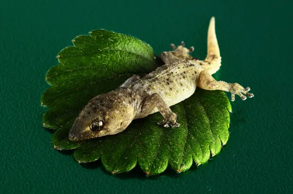 Gecko｜リザードと葉 — ストック写真