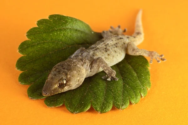 Gecko Kertenkele ve Yaprak — Stok fotoğraf