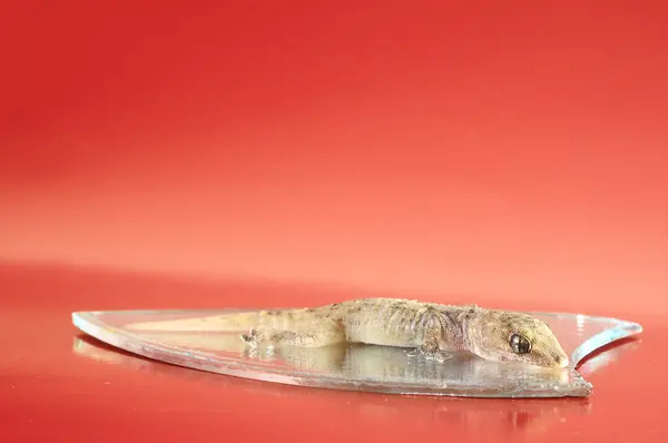 Küçük gecko kertenkele ve ayna — Stok fotoğraf