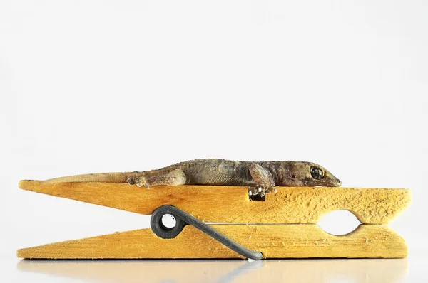 Gecko Lizard et Clothespi — Photo