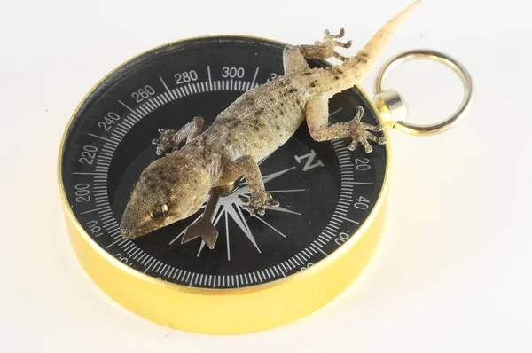 Gecko Lézard et boussole — Photo