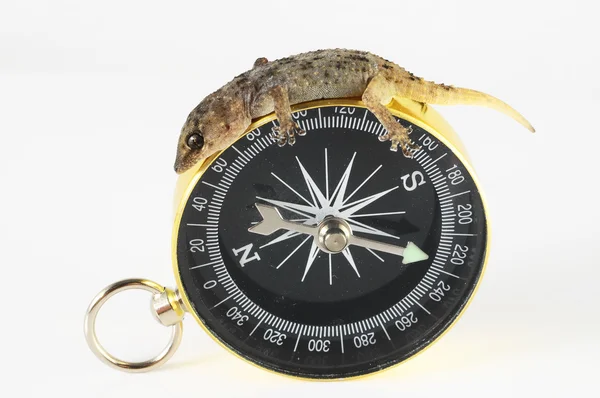 Gecko Lizard and Compass — Stock Photo, Image