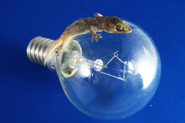 Gecko ödla och lampa — Stockfoto