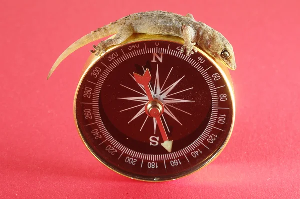 Gecko Lizard and Compass — Stock Photo, Image