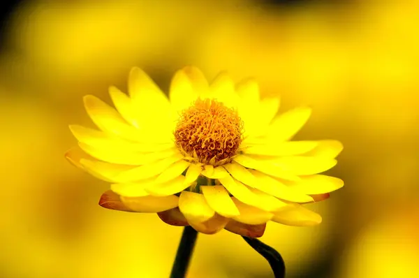 Colored Flowers — Stock Photo, Image