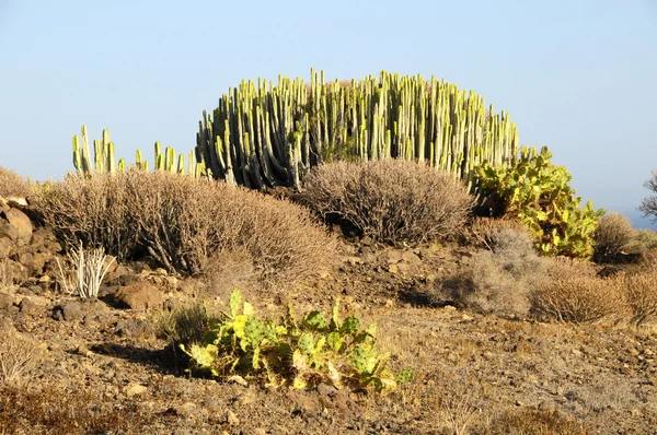 在沙漠中的绿色大仙人掌 — 图库照片