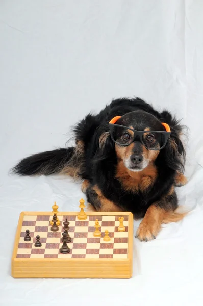 Smart hund spelar schack — Stockfoto