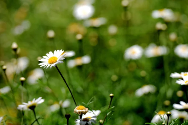 Białe kwiaty kolorowe — Zdjęcie stockowe