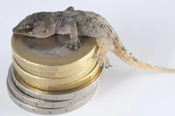 Gecko kertenkele ve madeni para — Stok fotoğraf