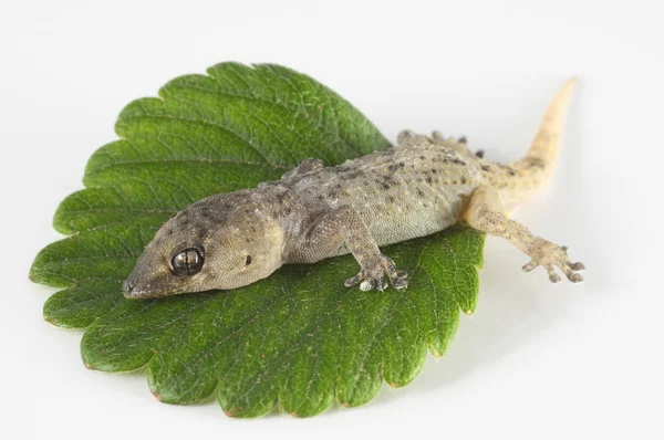 Gecko ještěrka a list — Stock fotografie