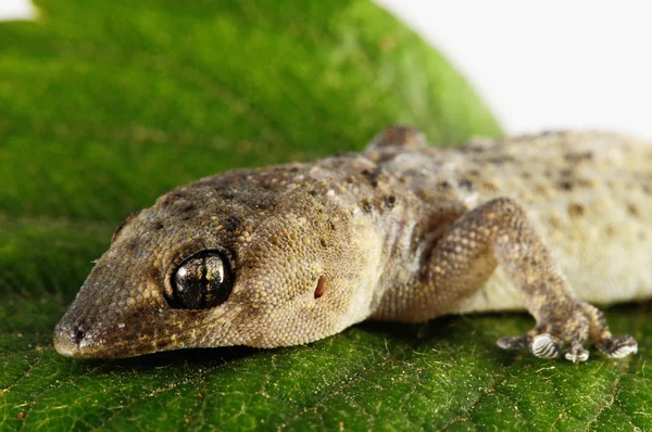 Gecko ještěrka a list — Stock fotografie