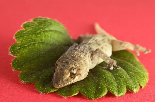 Gecko ödla och blad — Stockfoto