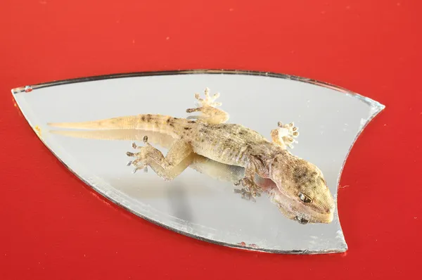 Küçük gecko kertenkele ve ayna — Stok fotoğraf