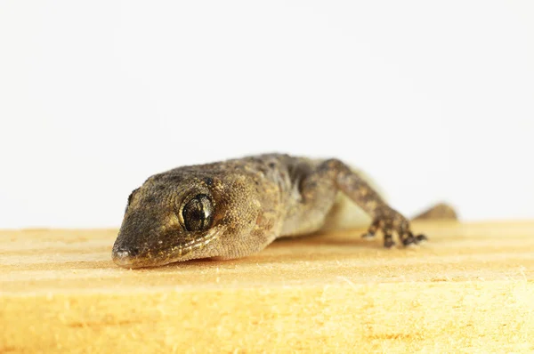 Gecko-Eidechse und Holz — Stockfoto