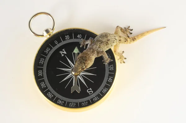 Gecko kertenkele ve pusula — Stok fotoğraf