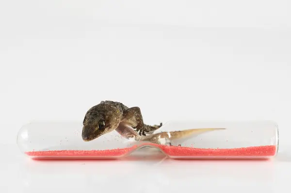 Gecko-Eidechse und Sanduhr — Stockfoto