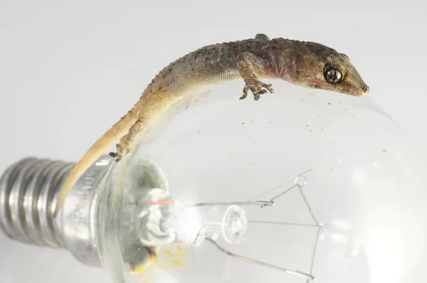 Lagarto Gecko e lâmpada — Fotografia de Stock