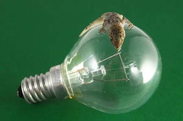 Lagarto Gecko y bombilla — Foto de Stock