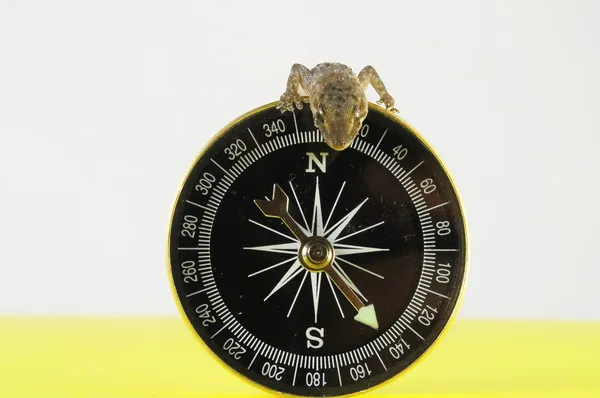 Gecko Lizard and Compass — Stock Photo, Image