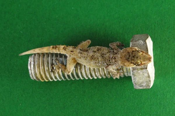 Gecko Lézard et vis — Photo