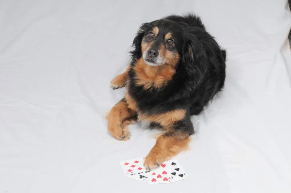 Cão de Poker — Fotografia de Stock