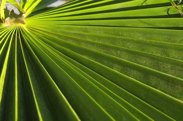 Feuilles de palmier vert — Photo